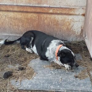 Meet your Posher, Saebra